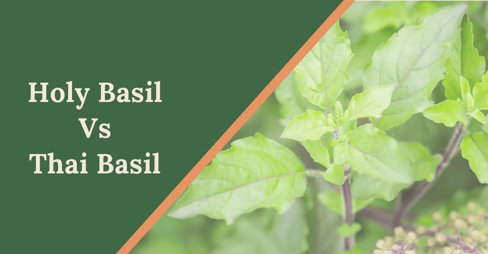 holy basil vs thai basil