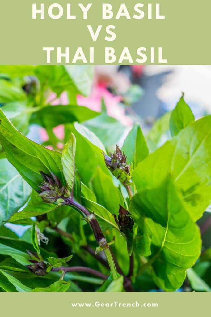 Holy-Basil-vs-Thai-Basil-Social