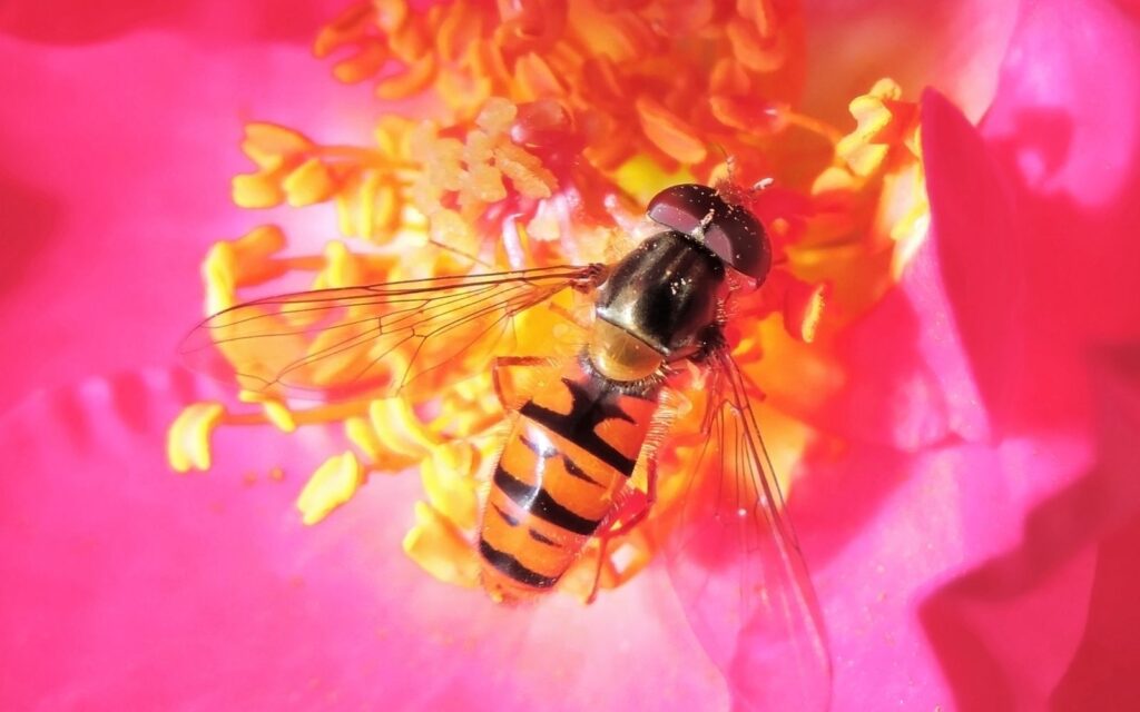 Hoverflies images