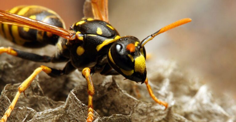 How Long Do Wasps Live (And Easy Ways to Get Rid of Them)