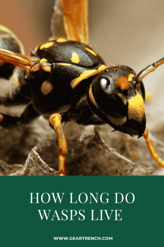 How Long Does Wasp Last