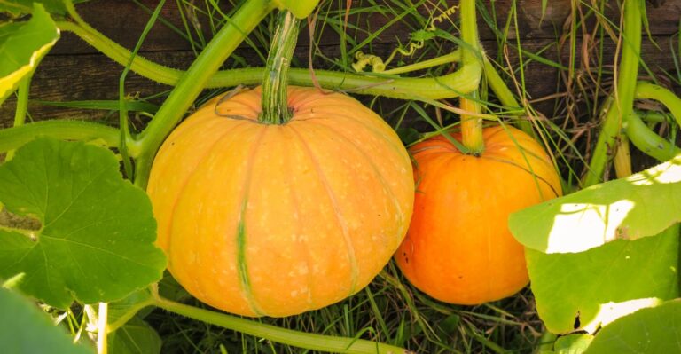 How Many Pumpkins Per Plant: Things You Need to Know?