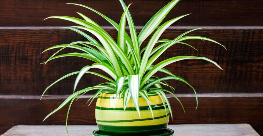 How To Care Spider Plant