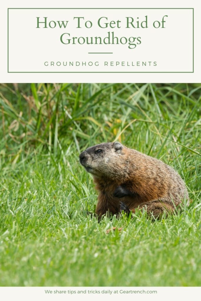 How To Keep Groundhogs Away
