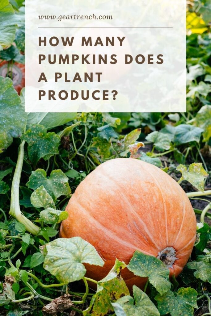 How many Pumpkin Does A Plant Produce