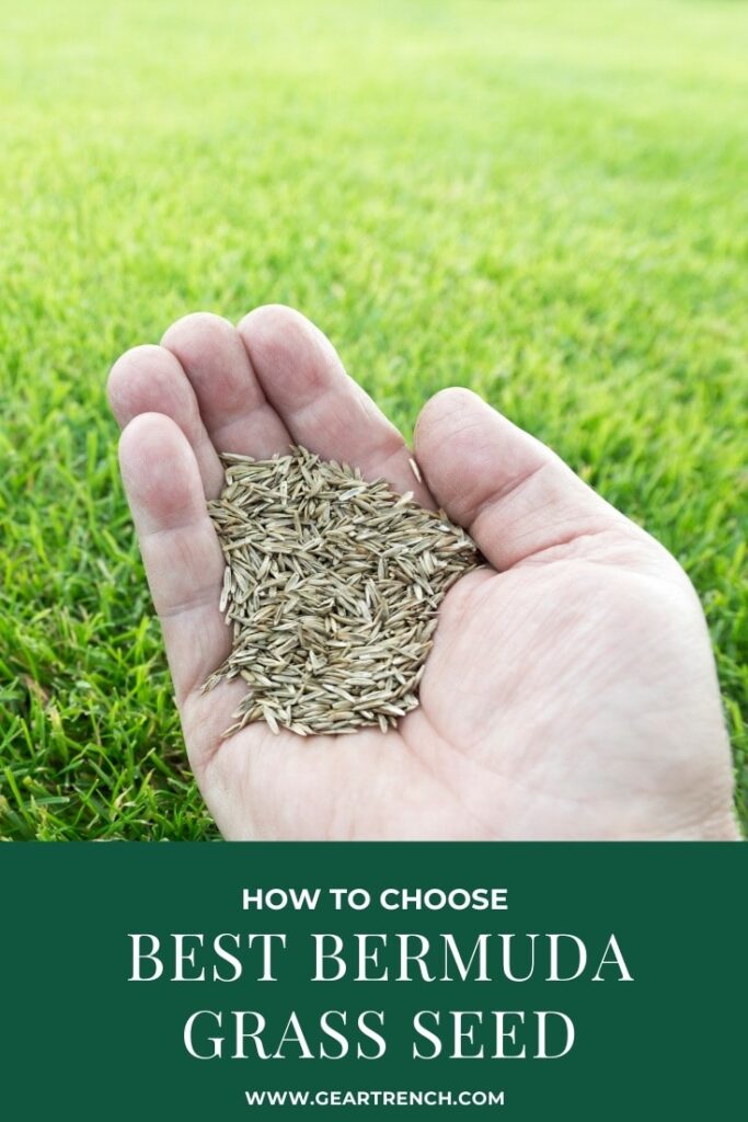 How to Chose Bermuda Grass seed