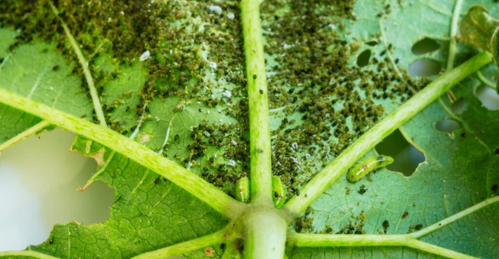 How to Get Rid of Aphids