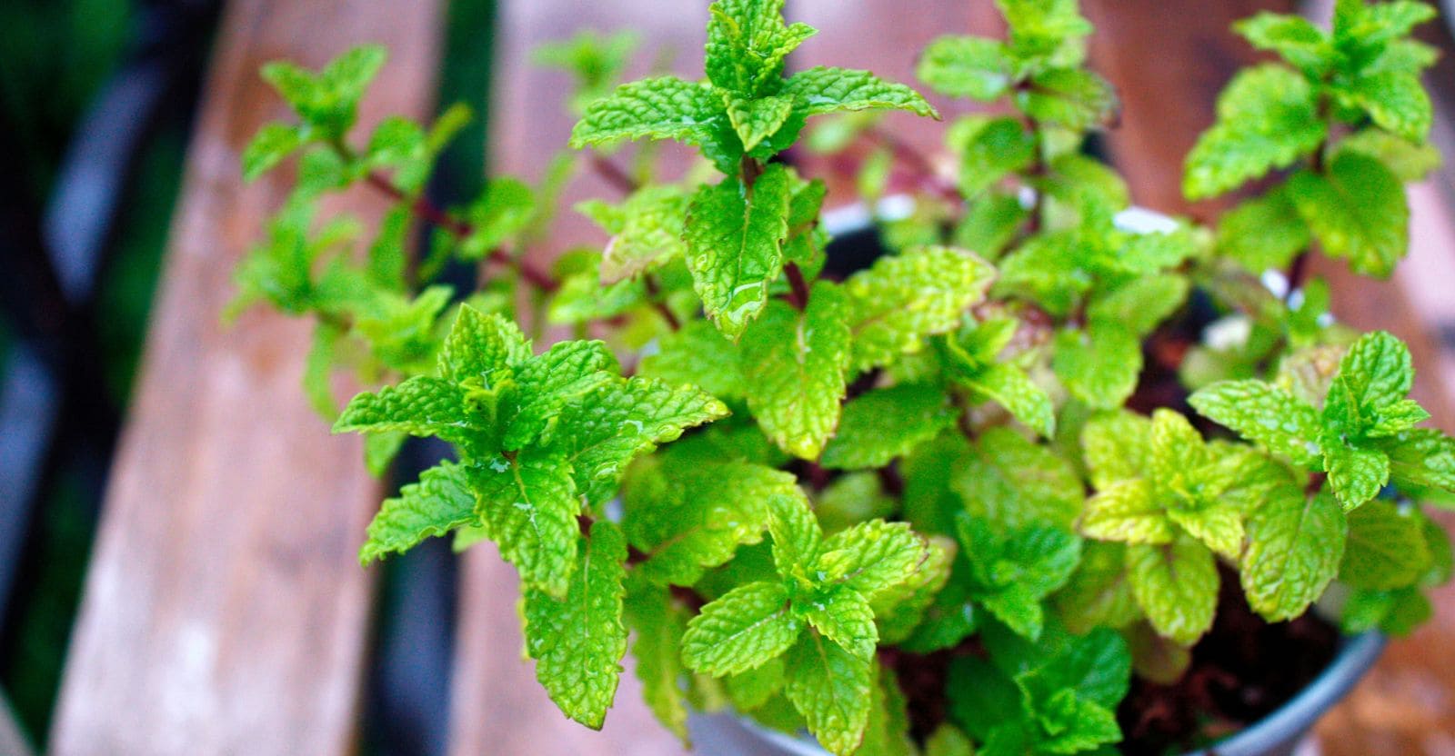 How-to-Grow-Mint-Indoors