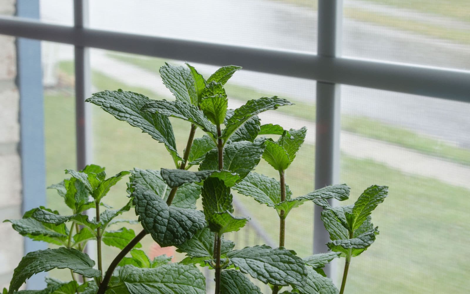 How-to-Grow-Mint-at-Home