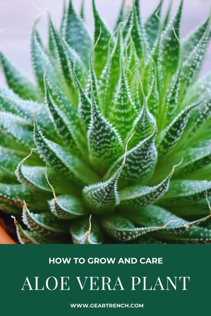 How to Grow and Care Aloe Vera