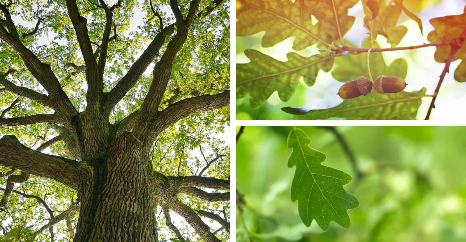How to Identify Oak Leaves