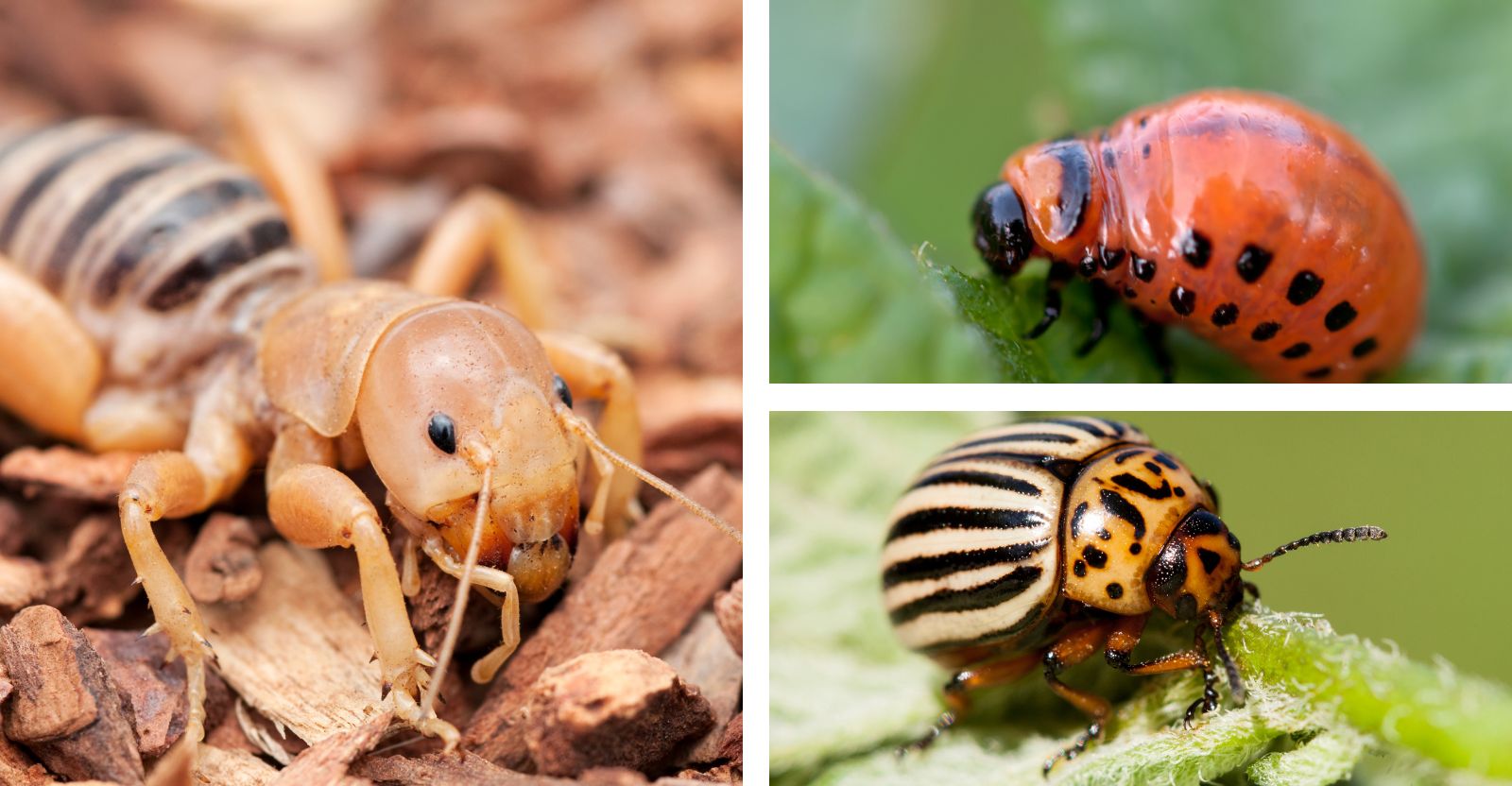 How to Identify and Control Potato bugs