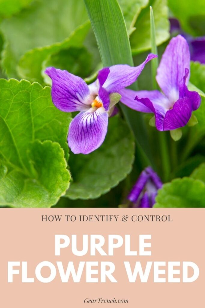 How to Identify and Control Purple Flower Weed