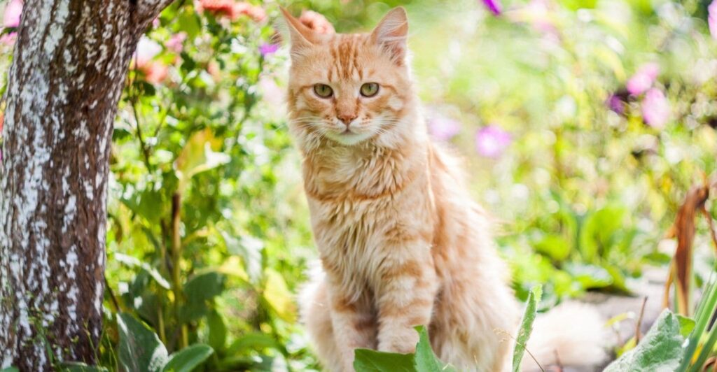 How to Keep Cats Away Yard