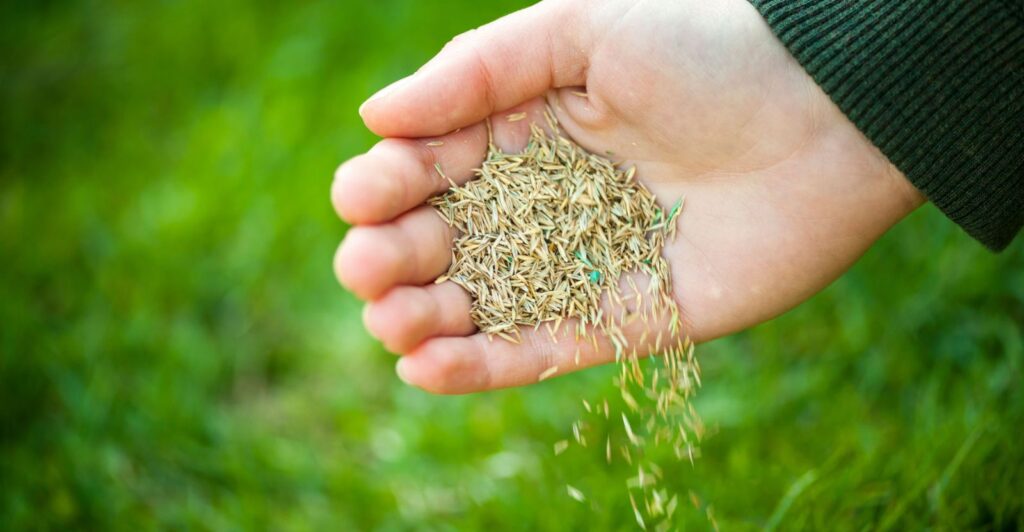 How-to-Overseed-Lawn