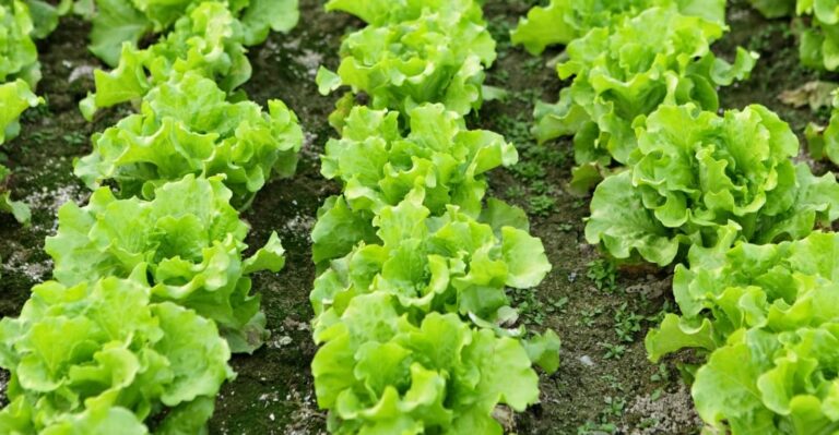A Beginner Guide to Planting and Harvesting Lettuce (Simple Guide)