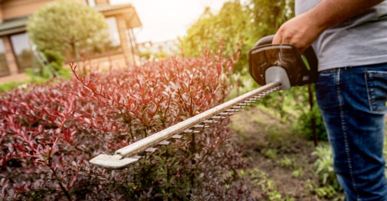 How to Sharpen Hedge Trimmers: Get Cleaner and Healthy Cuts to Plants