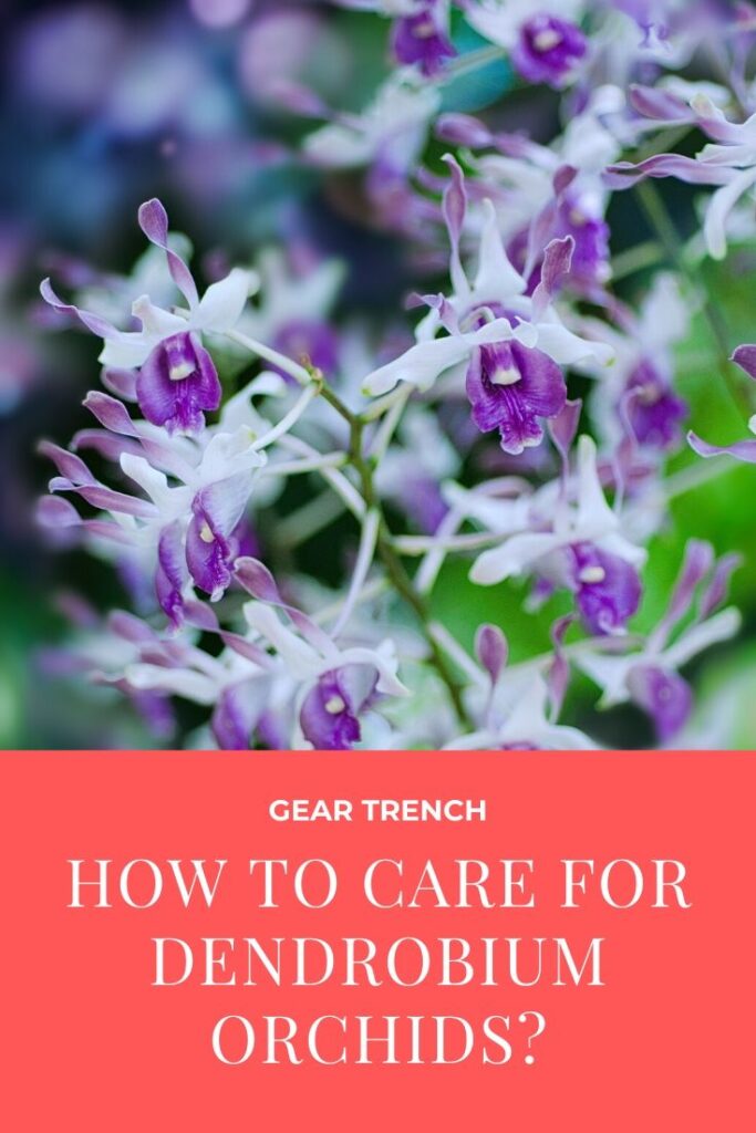 How to care Dendrobium Orchid