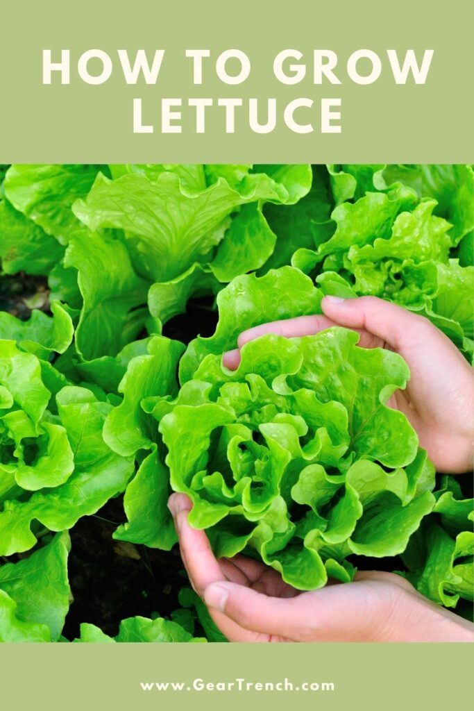 How to grow and harvest lettuce