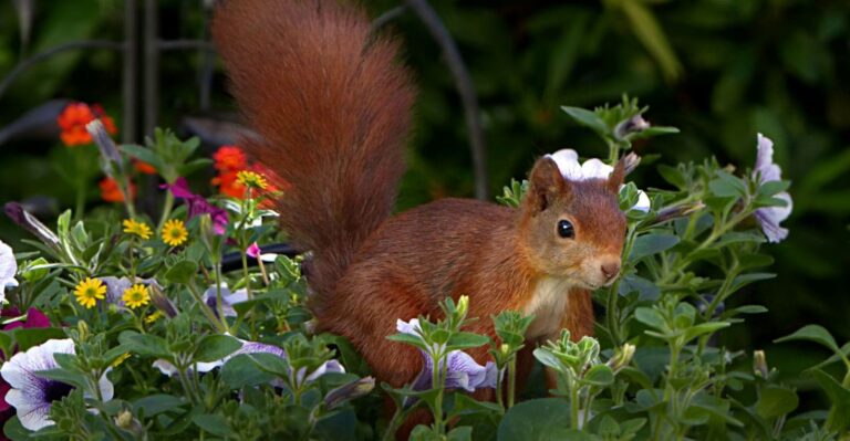 How to Keep Squirrels Away: 15 Tips to Get Rid of Squirrels