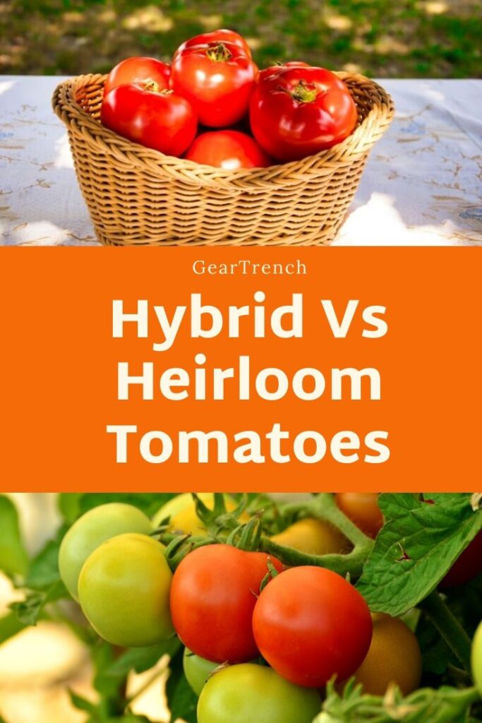 Hybrid Vs Heirloom Tomatoes