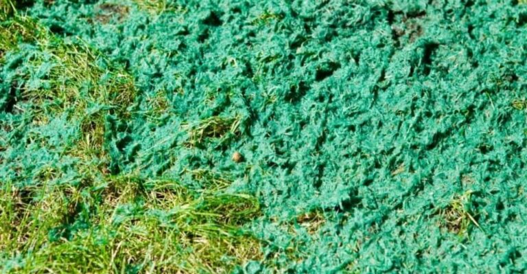 Hydroseeding Pros and Cons: Starting a Lawn from Seed