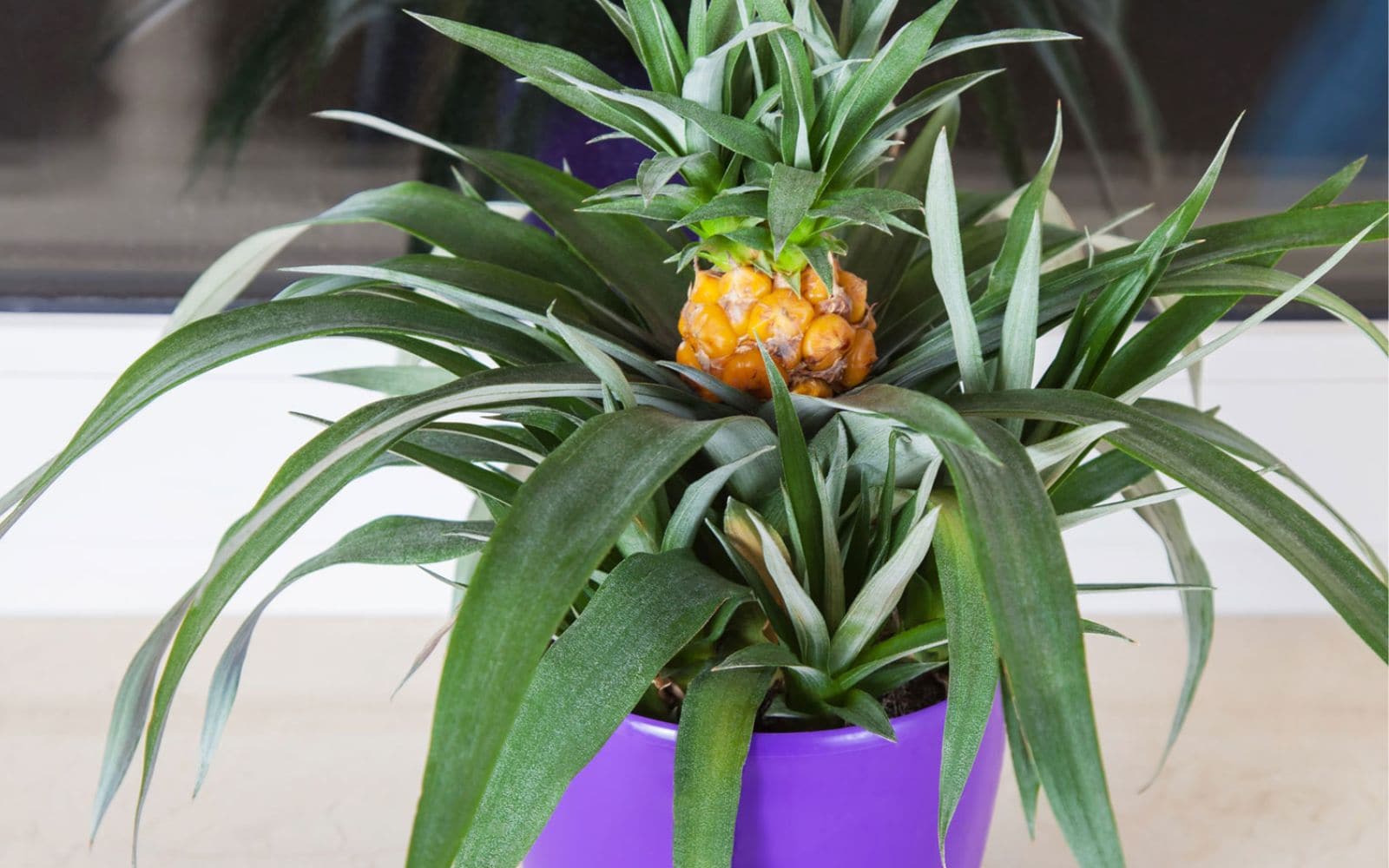 Indoor-Pineapple-Plant