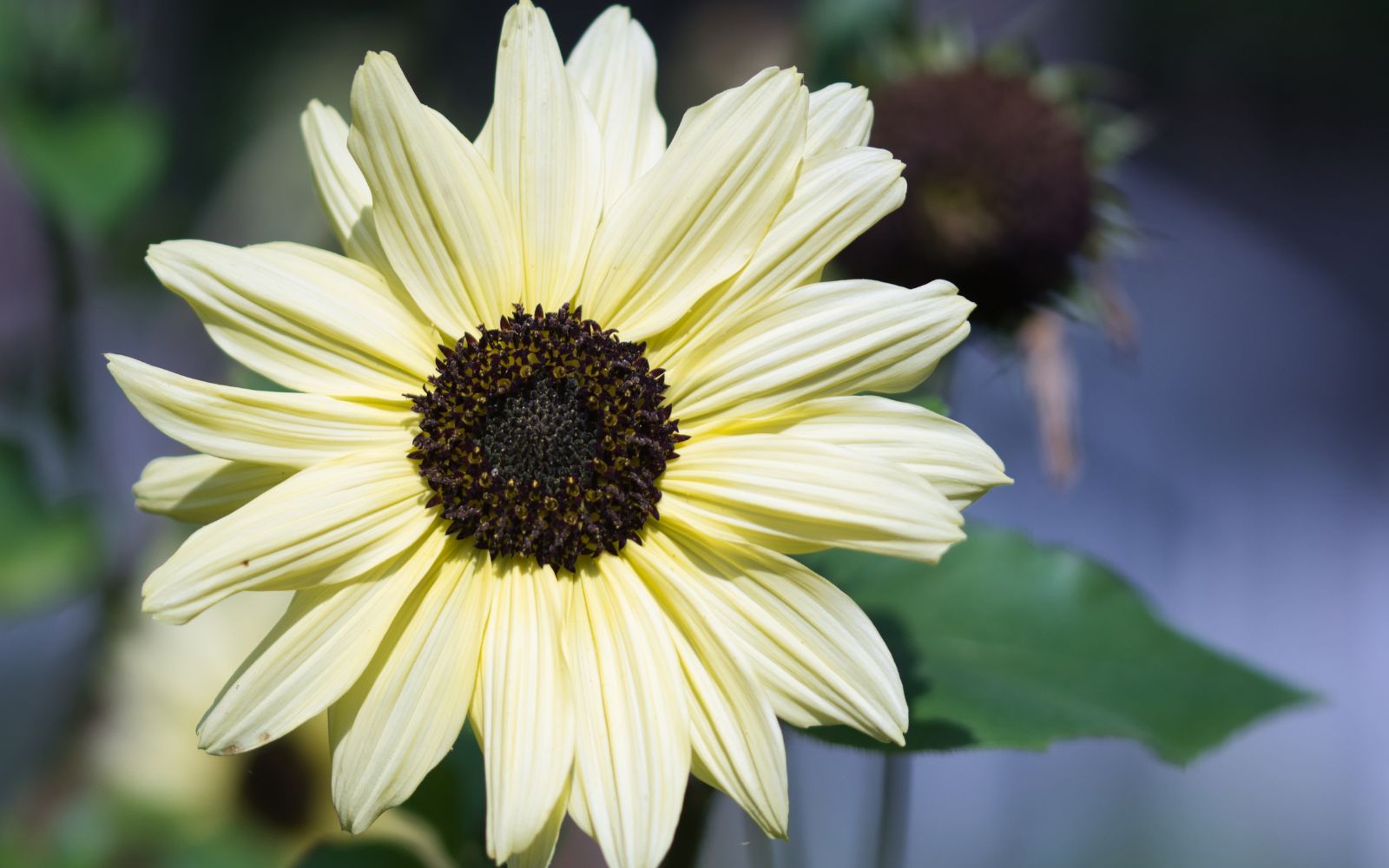 Italian White Sunflower