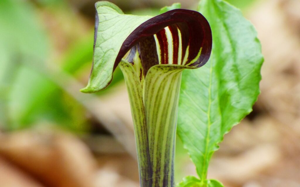 Jack in the Pulpit flower