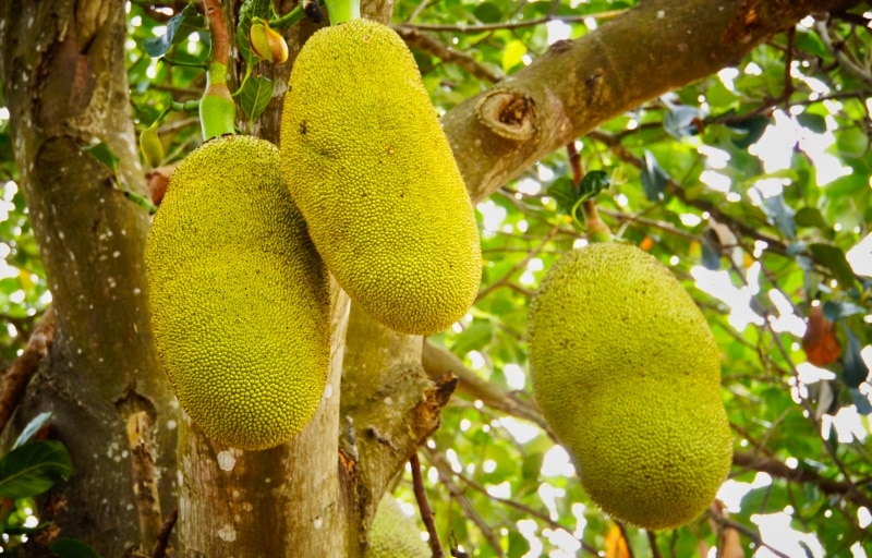 Jackfruit Tall Tree