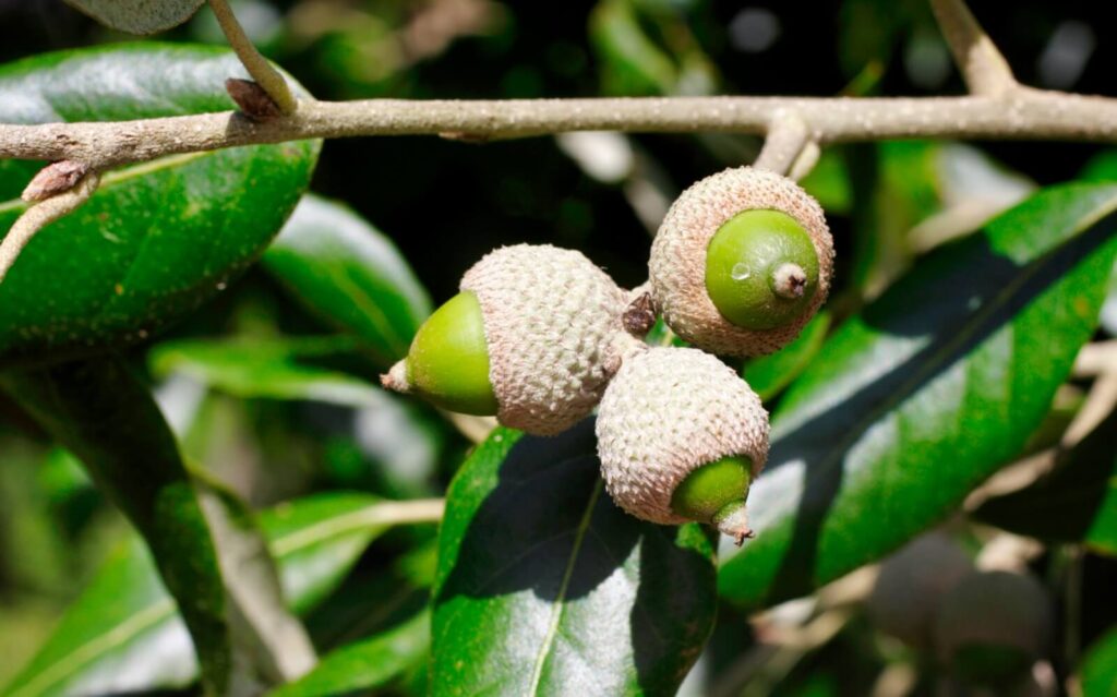 Japanese Evergreen Oak Acorn