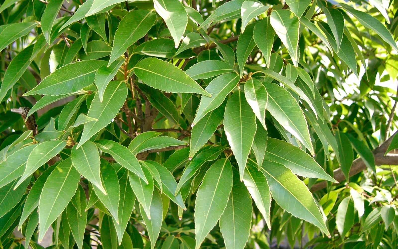 Japanese Evergreen Oak Leaf Bunch