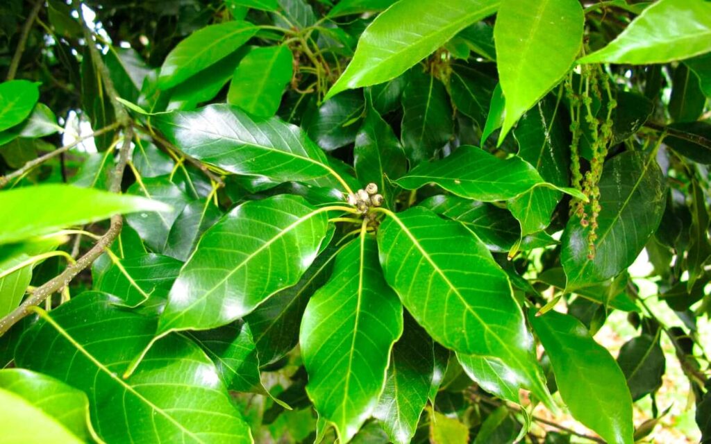 Japanese Evergreen Shiny Oak Leaf