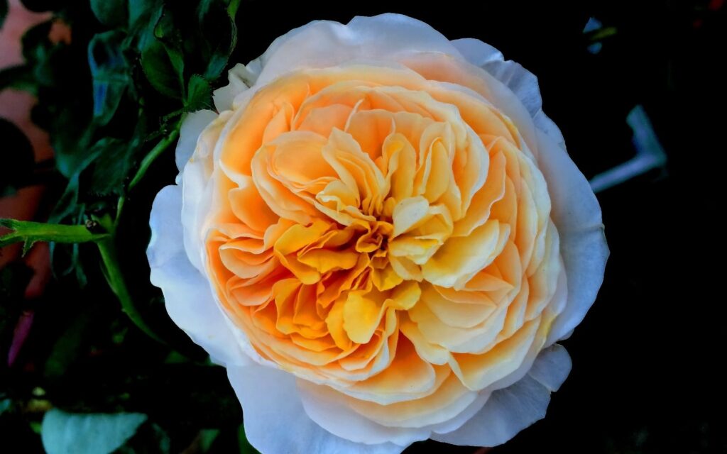 Juliet Rose Flower