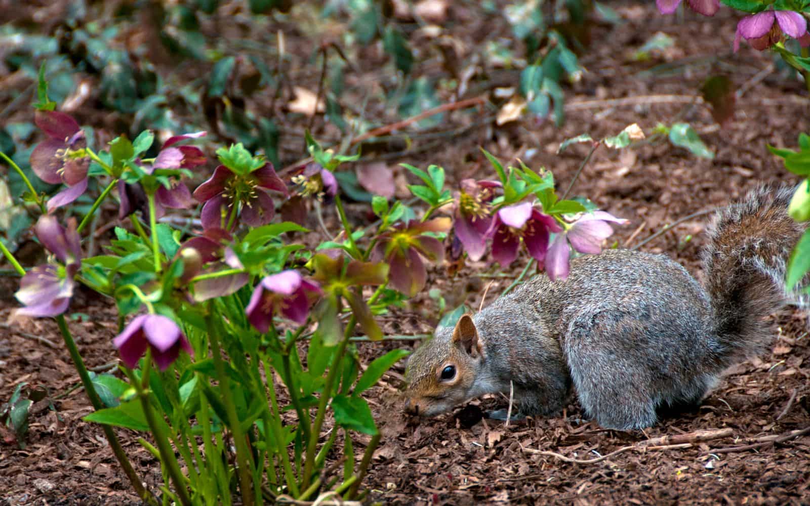 Keep-Squirrel-Out-of-Garden