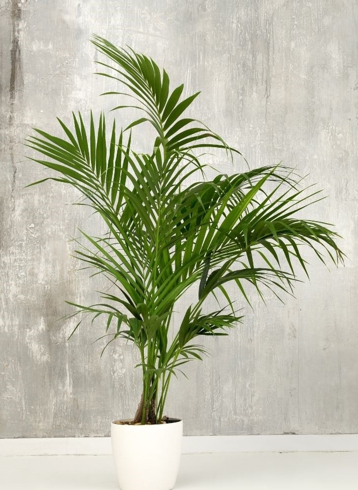 Kentia Palm Trees