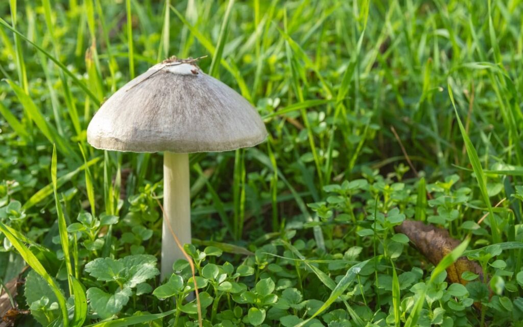 Kill Mushroom in Yard