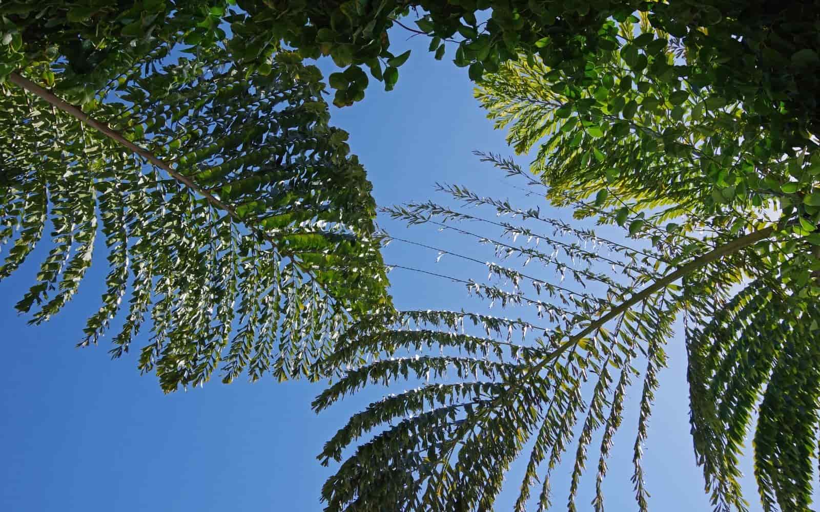 King Kong Fishtail Palm