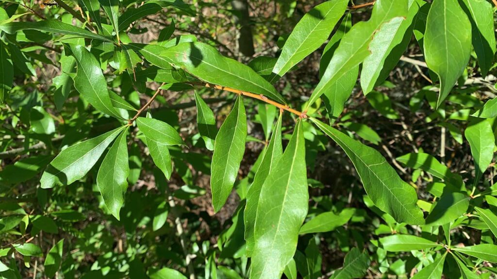 Laurel Oak Green Leaf