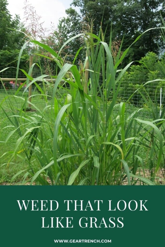 Lawn Weed That Look Like Grass