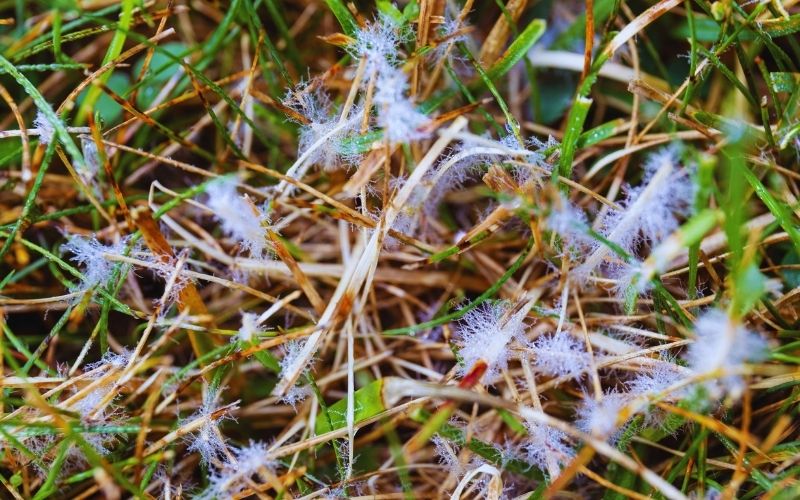 Lawn fungus control