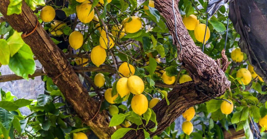 Lemon Growing on Tree