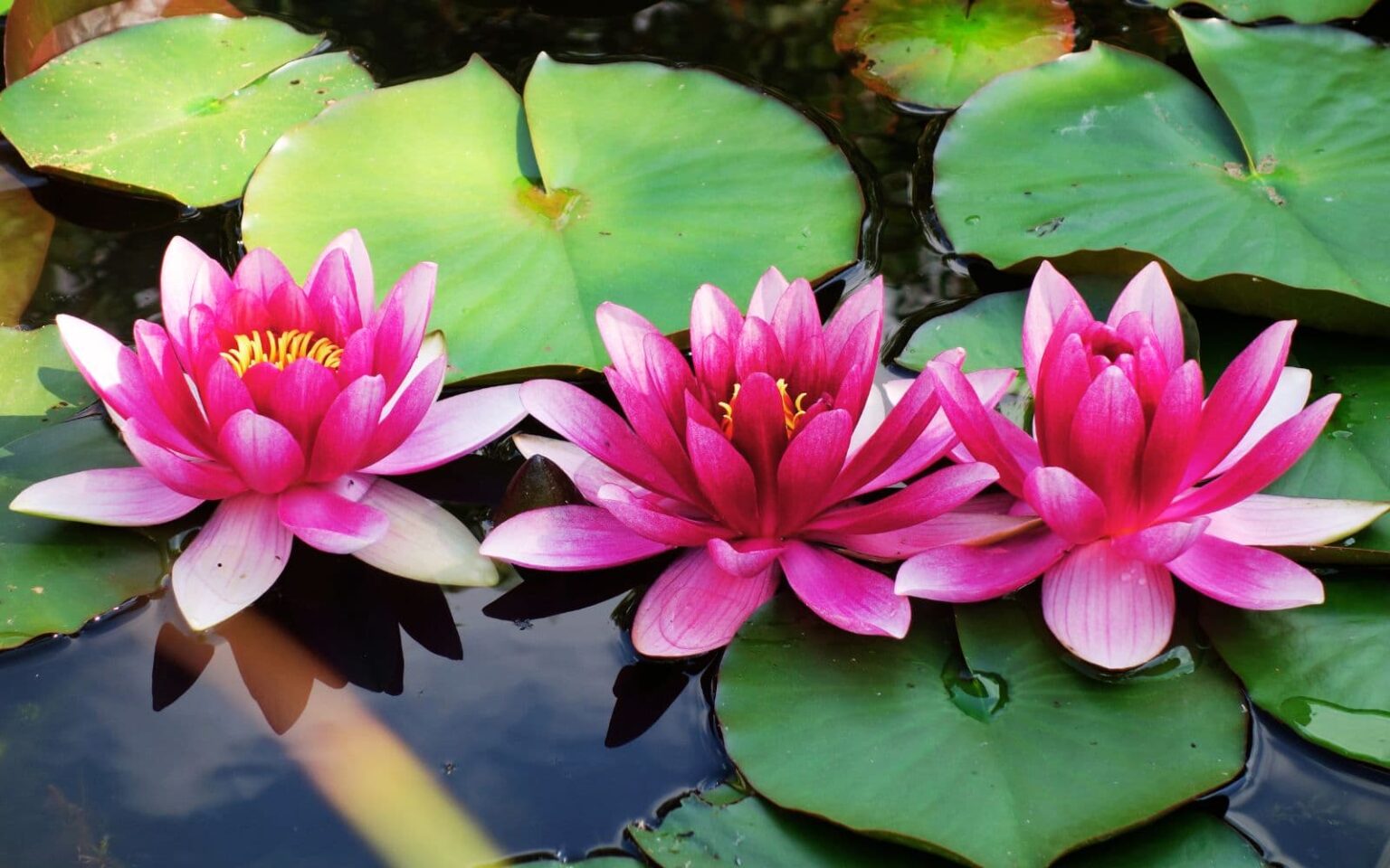 23 Beautiful Plants That Grow In Water (Without Hydroponics) | GearTrench