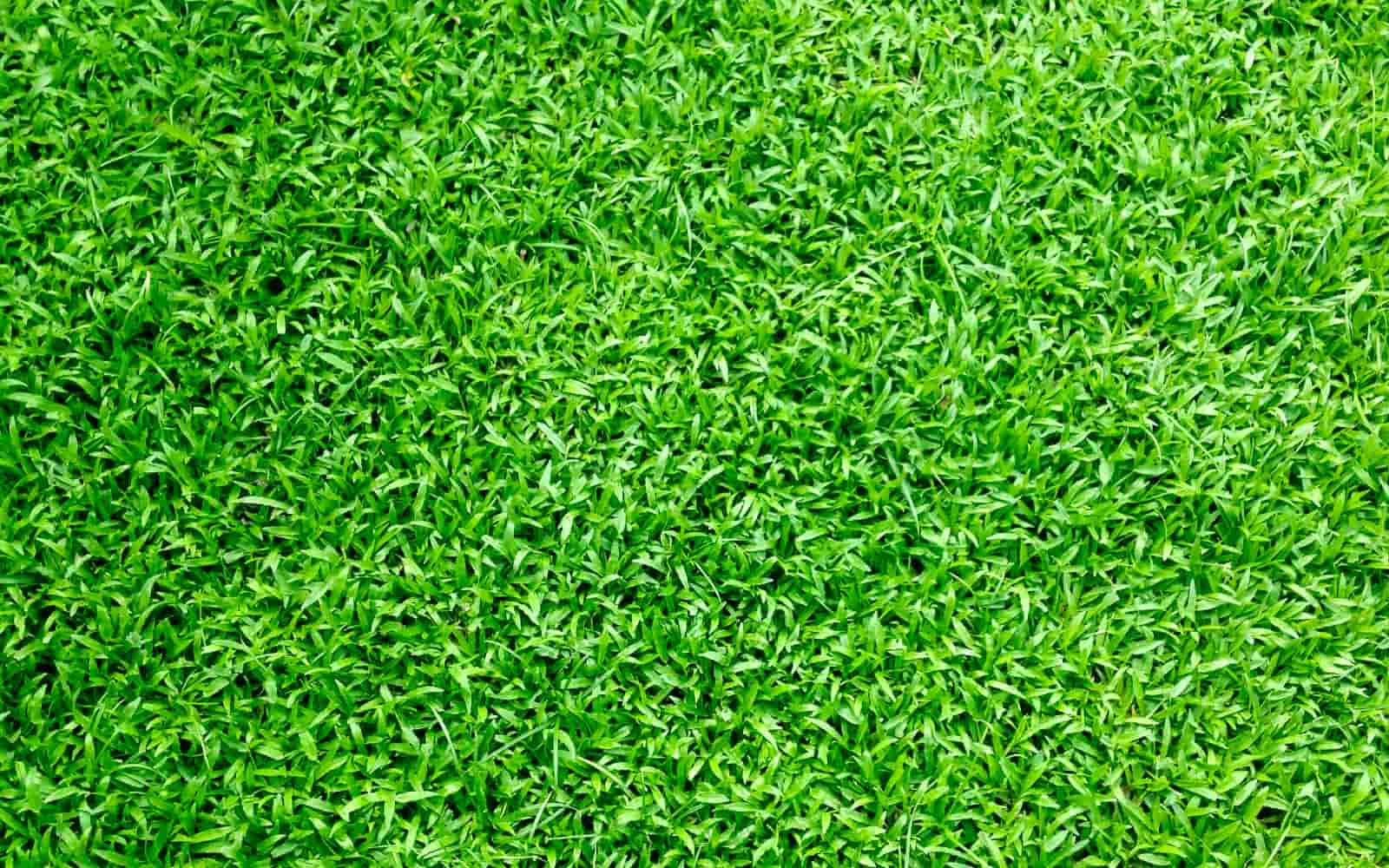 Lush Green Zoysia Grass