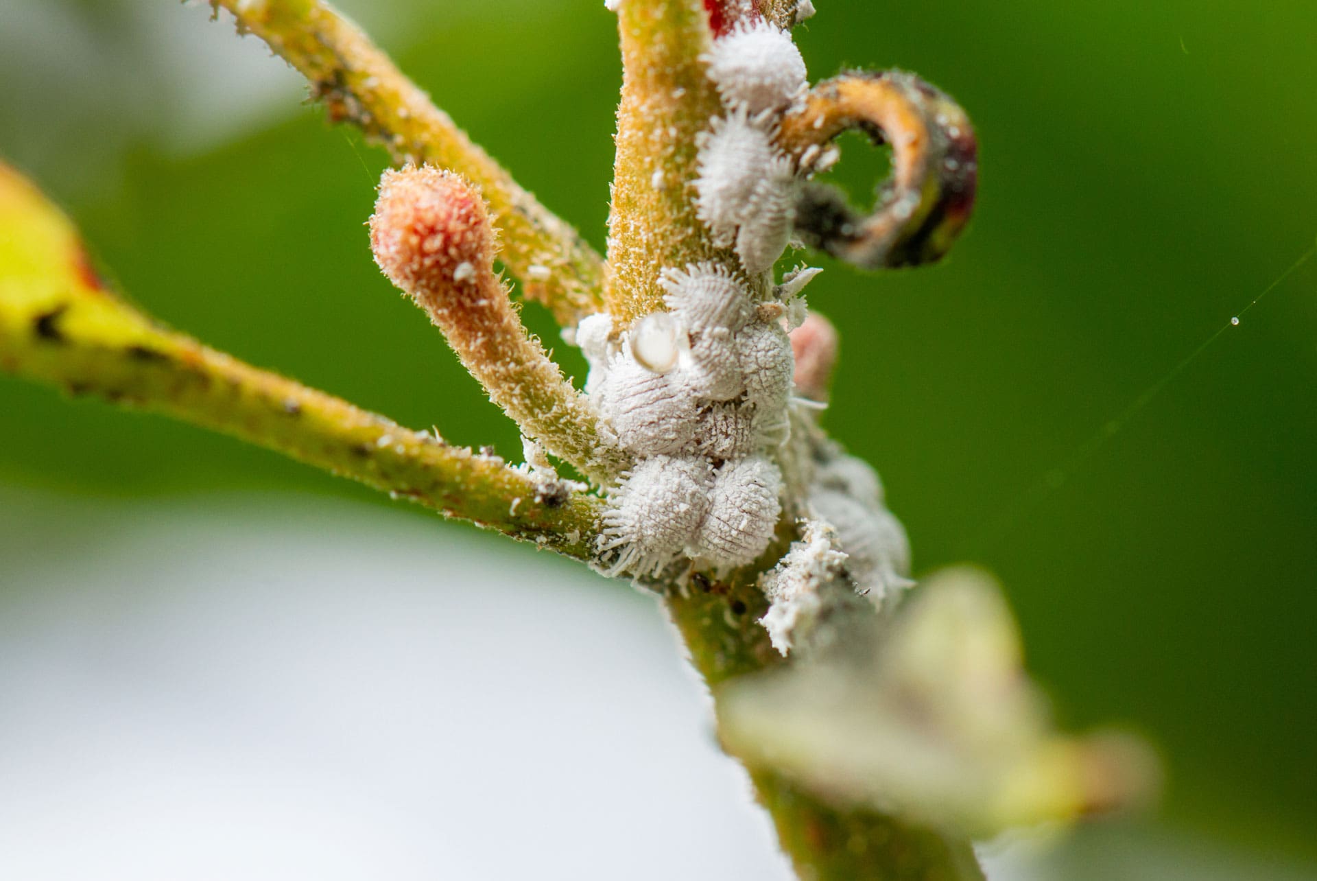 Mealybugs-on-Plant