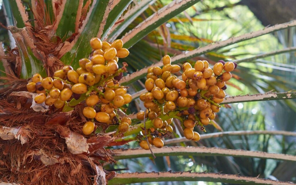 Mediterranean Dwarf Palm Fruit