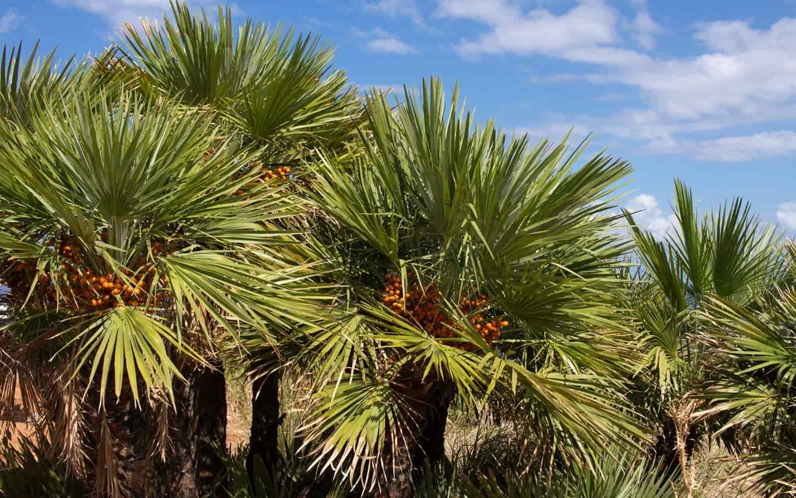 Mediterranean Dwarf Palm