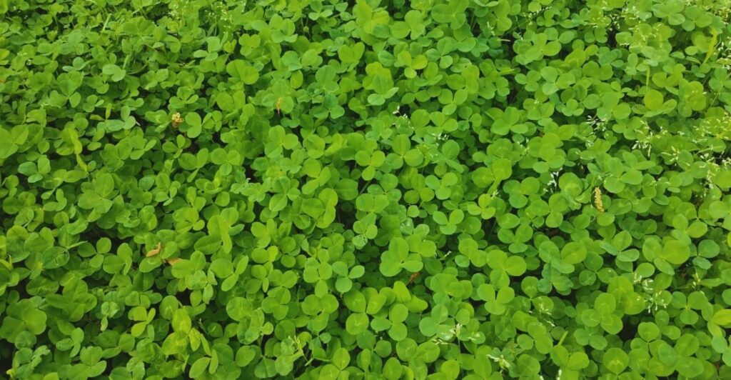 Micro Clover Lawn