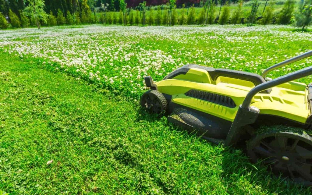 Micro Clover Mowing