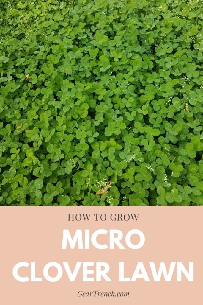 Micro Clover Yard For Any Garden